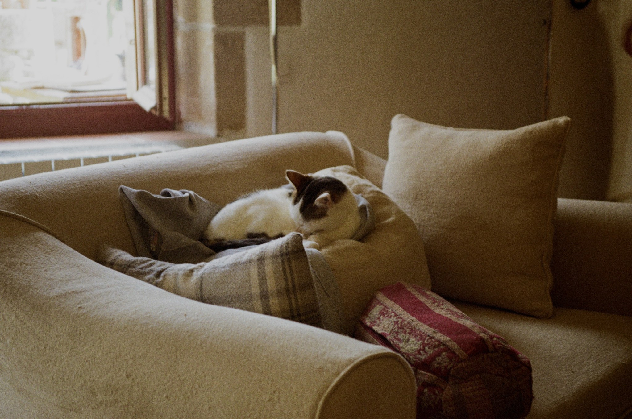 Argentique, canon, Korea, commerce, pancarte colorés, 