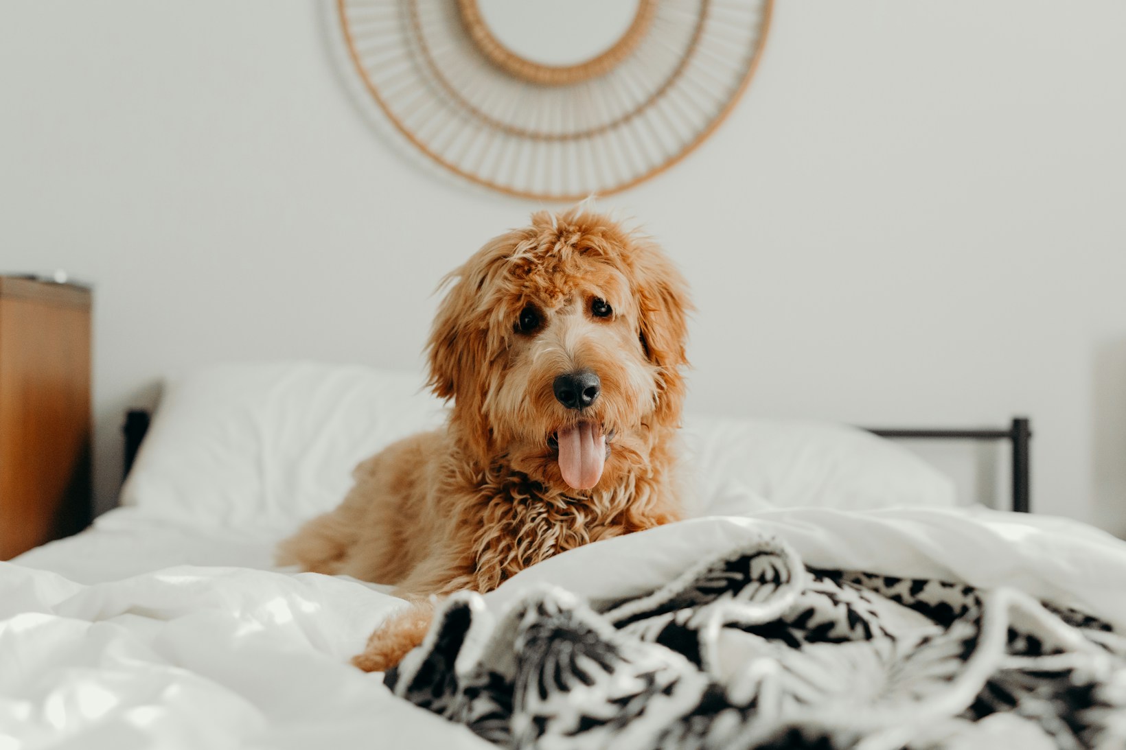 Chien au pelage bouclé installé sur un lit près d’une couverture