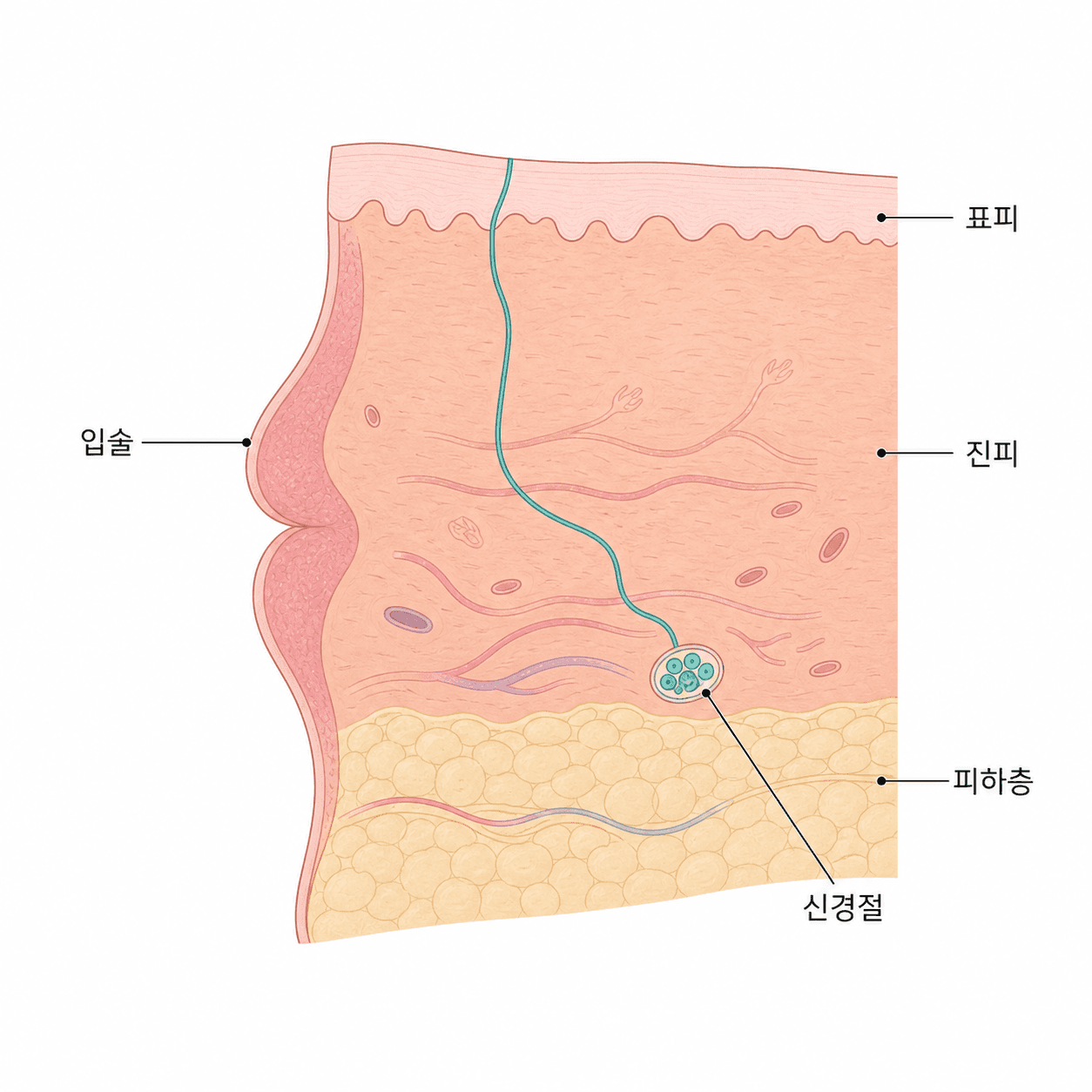 입 주변 피부와 이어지는 신경절 구조