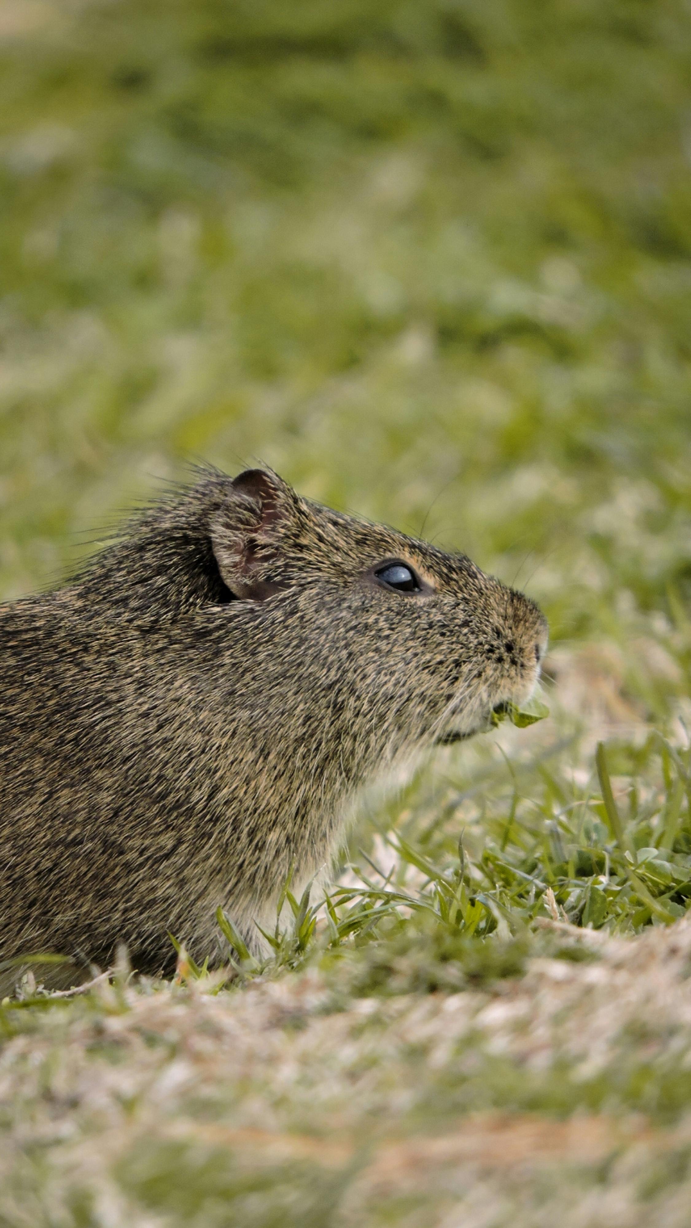 Picture of mouse