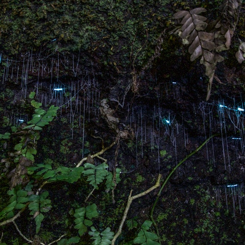Nocturnal Evening Rainforest & Glow Worm Tour from Gold Coast tickets