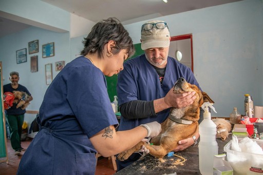 Vet clinics