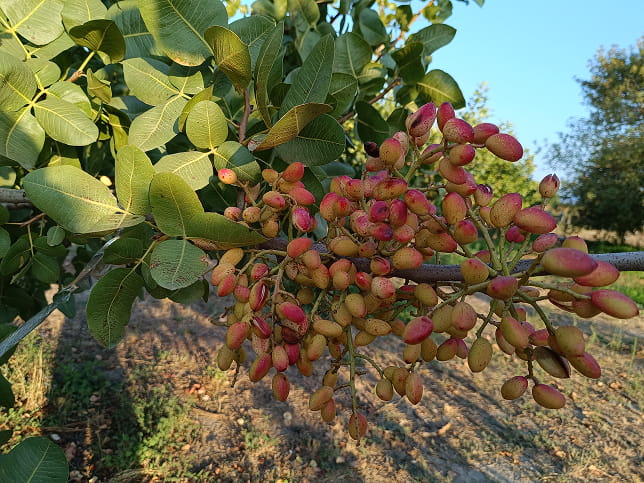 Κλαρί Φυστικιάς με καρπούς και το φύλλομα.