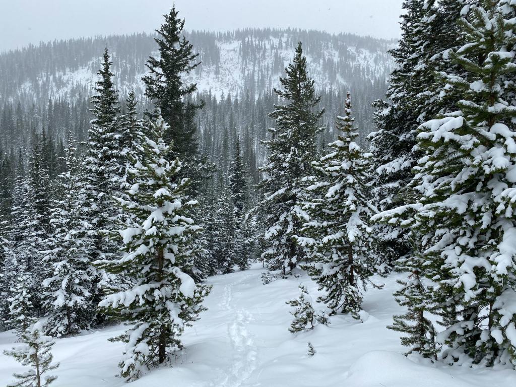 Beautiful snow covered trees in Winter Park, Colorado