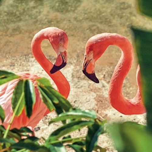 Flamencos Benidorm Mundimar