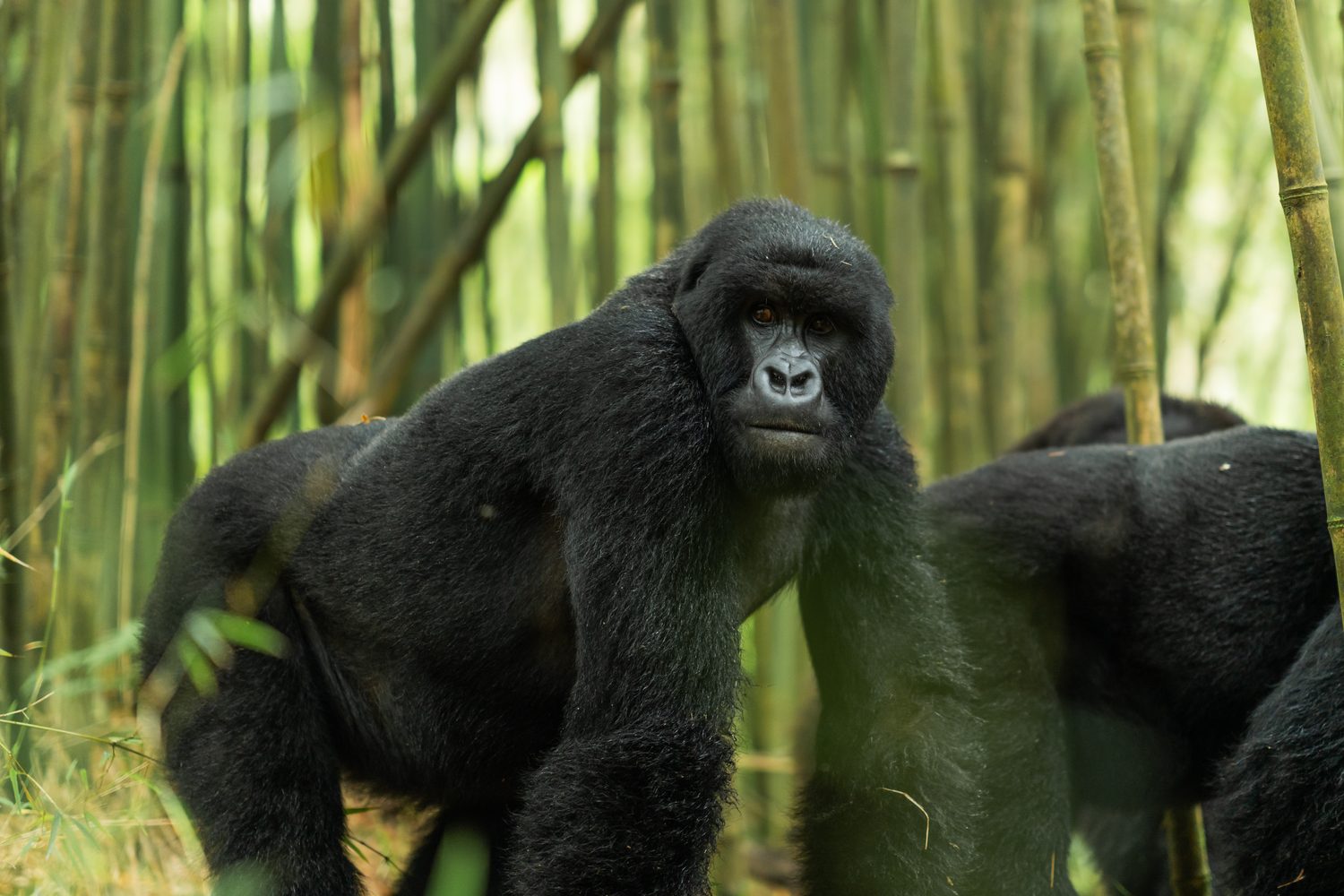 A mountain gorilla standing among bamboo, meeting the camera's gaze