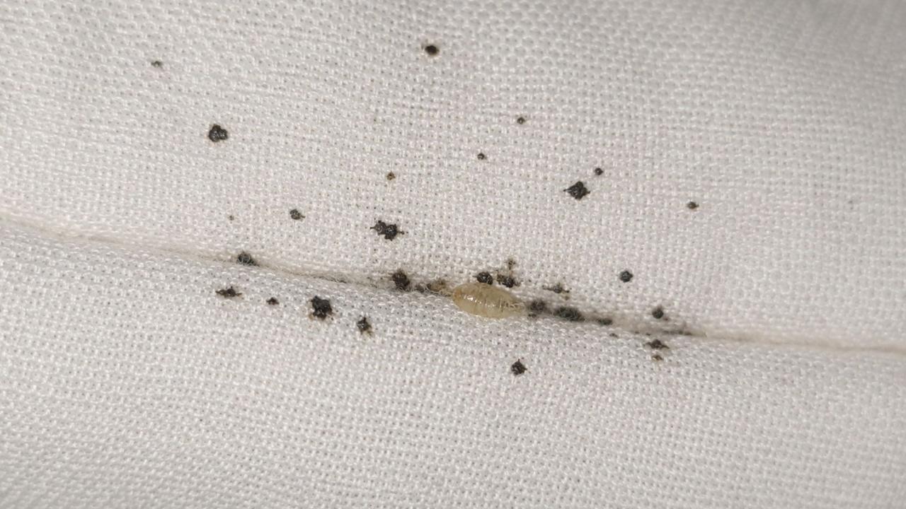 Déjections de punaise de lit dans une couture de matelas, signe d'infestation