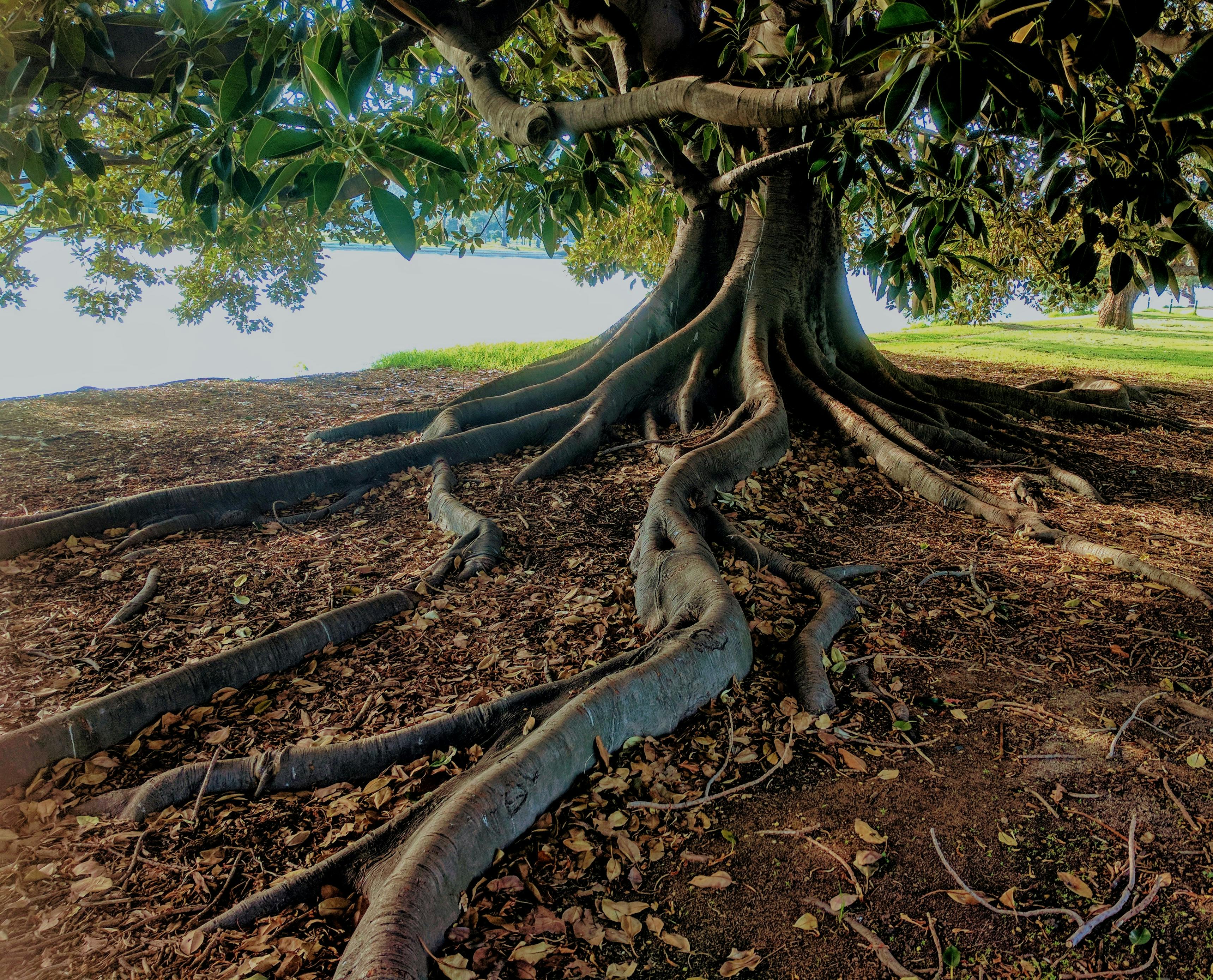 Tree roots to symbolize a strong financial foundation