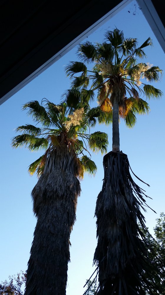 Palm tree before