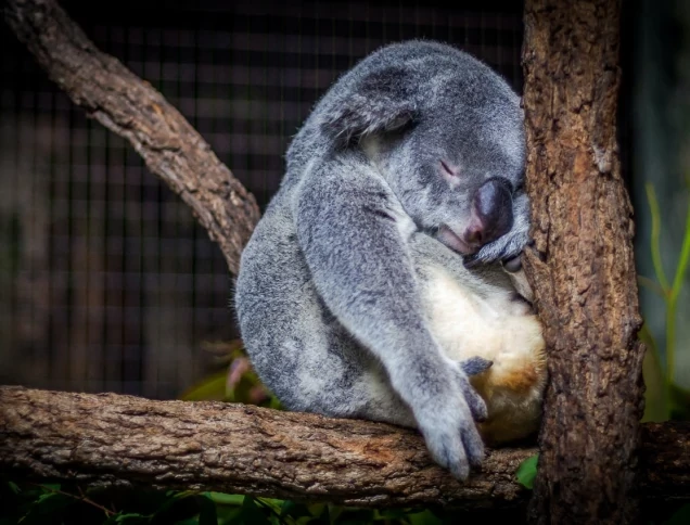 Koala bear has a sleep out in nature on a tree.