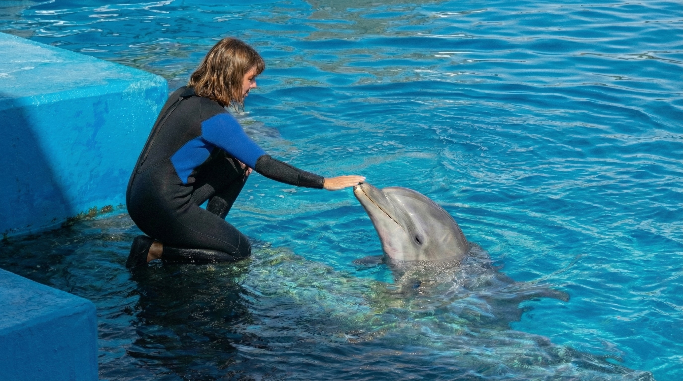 Woman in a black and blue wetsuit kneeling in a blue pool petting a dolphin