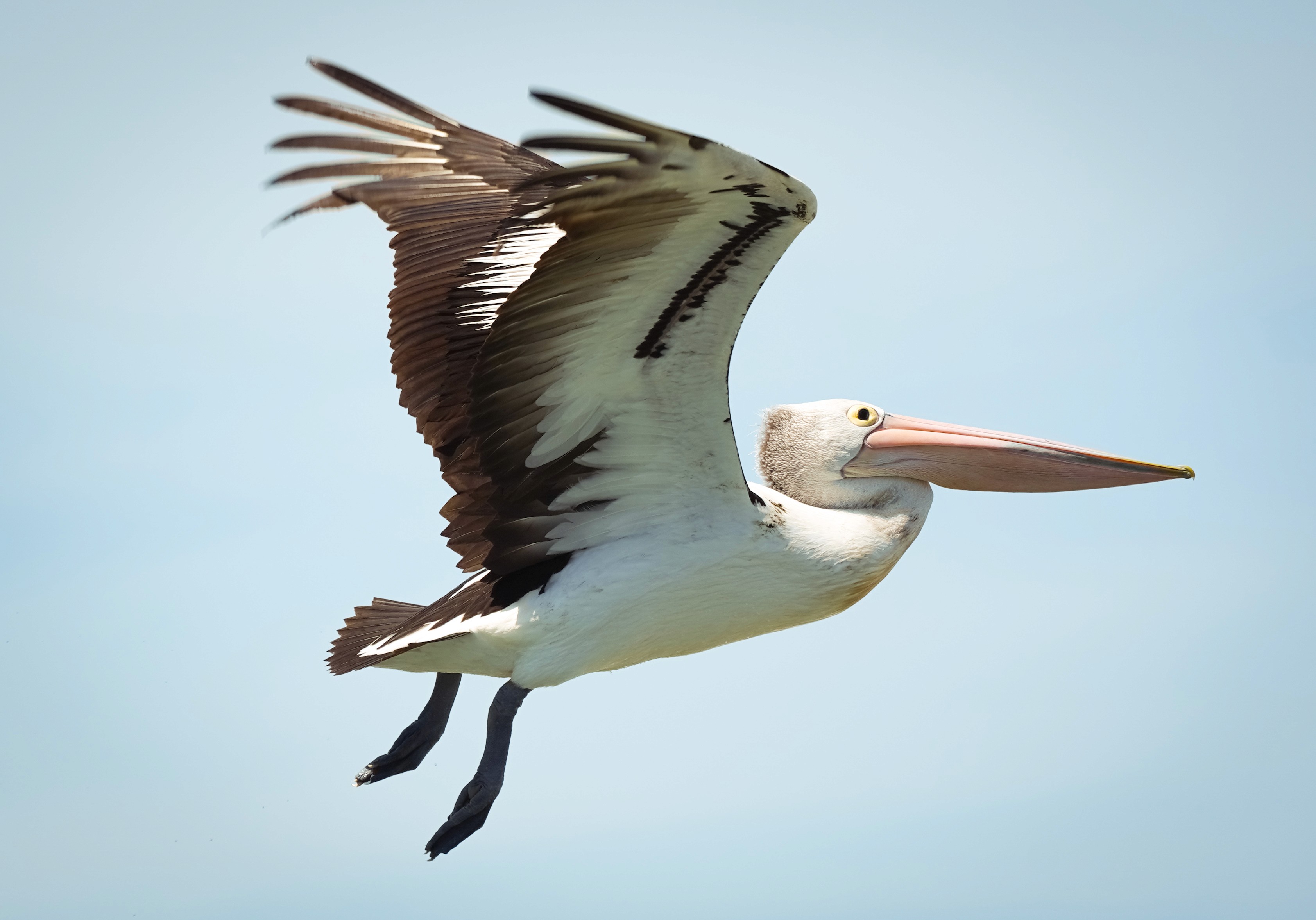 Pelicans standing together at the water’s edge