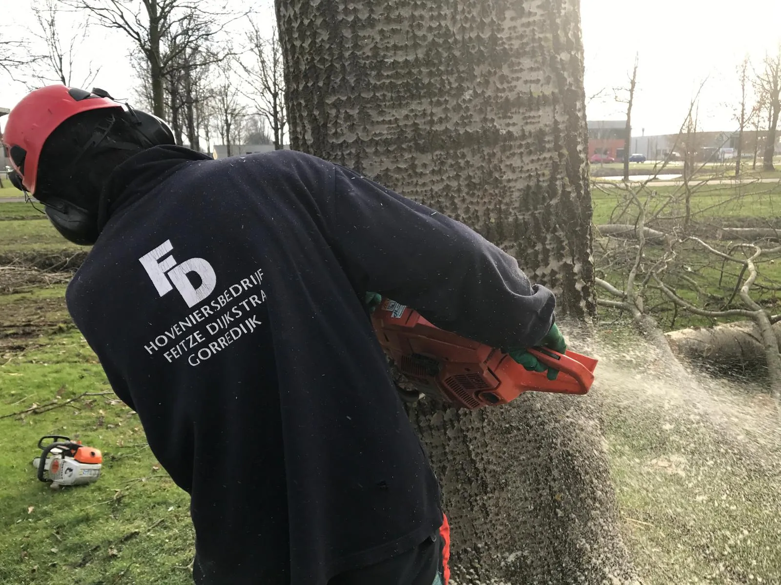 Medewerker van hoveniersbedrijf Feitze Dijkstra zaagt boomstam om tijdens gecontroleerd kappen in Gorredijk