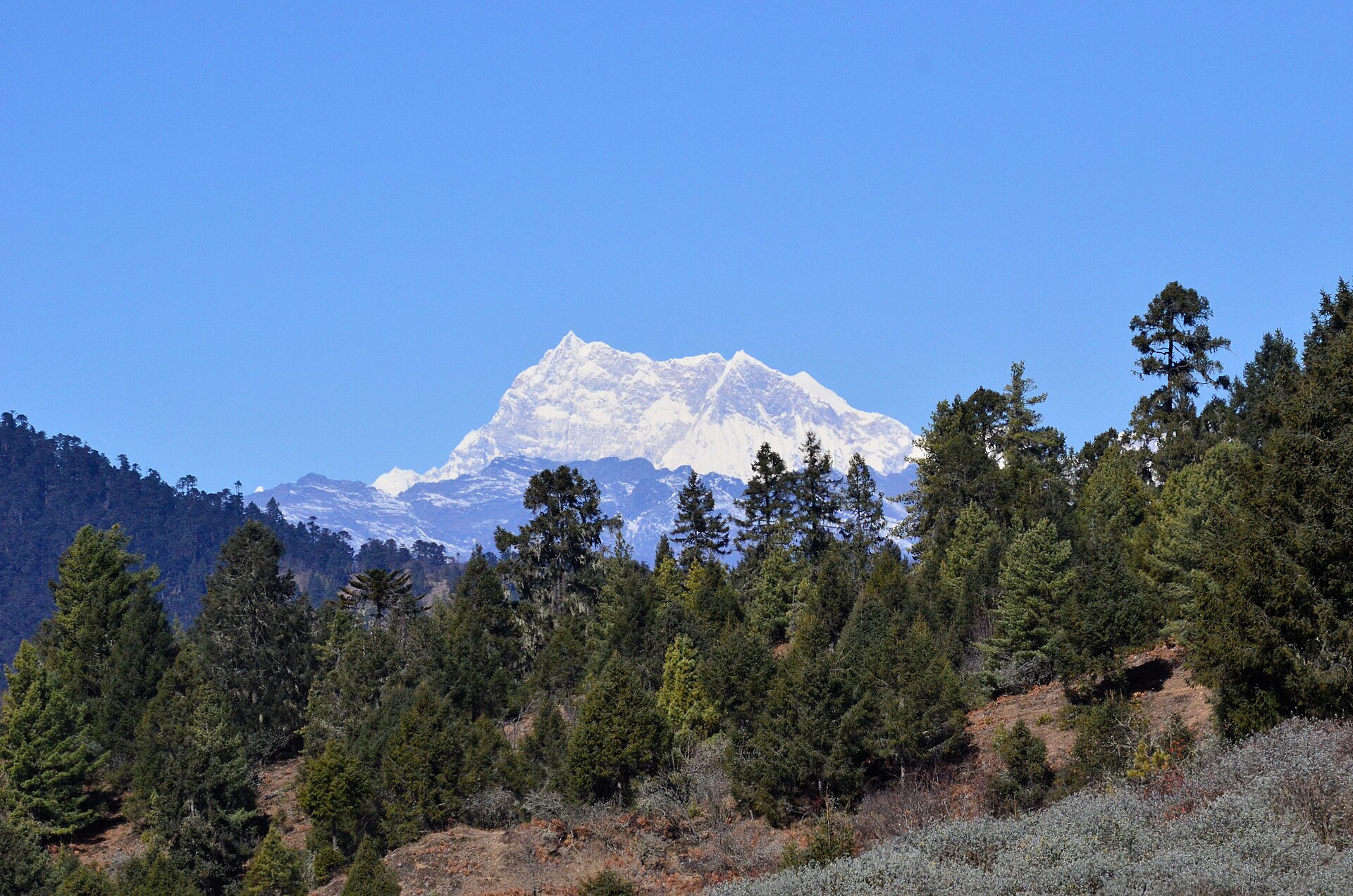Gangkhar Puensum rising behind a ridge of pine forest in Bumthang