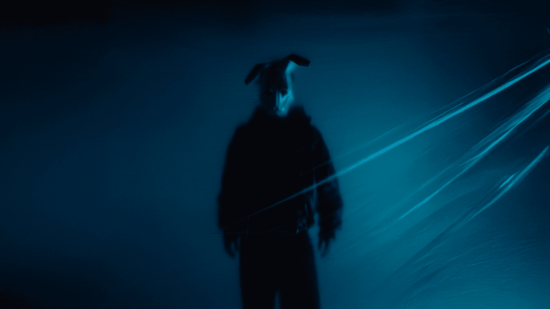 ein haase in einem blauen hintergund in einem fotostudio