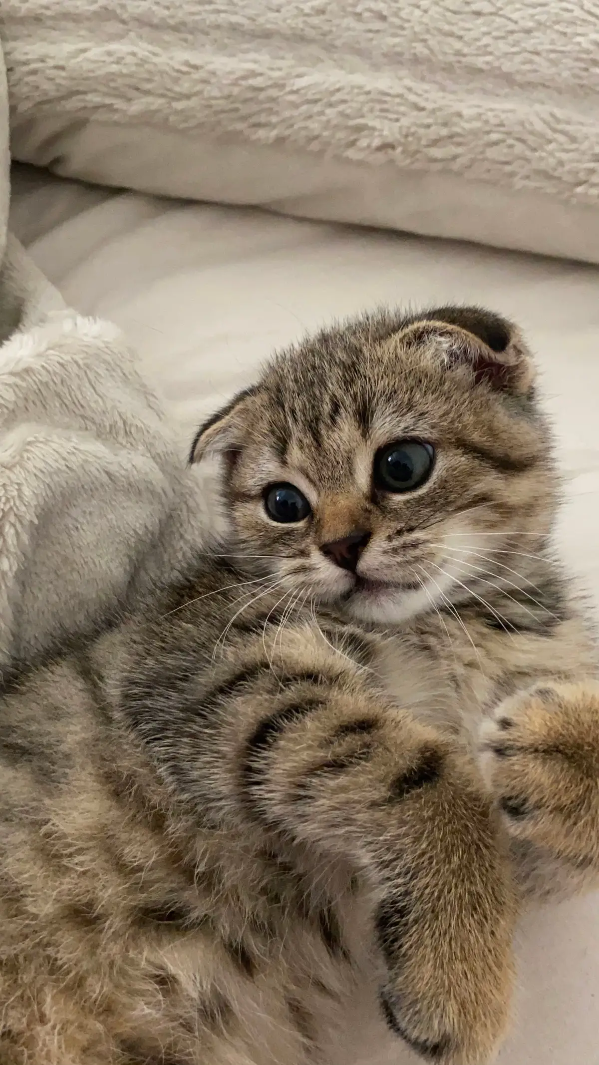 hoitaja kävellyttämässä koiraa