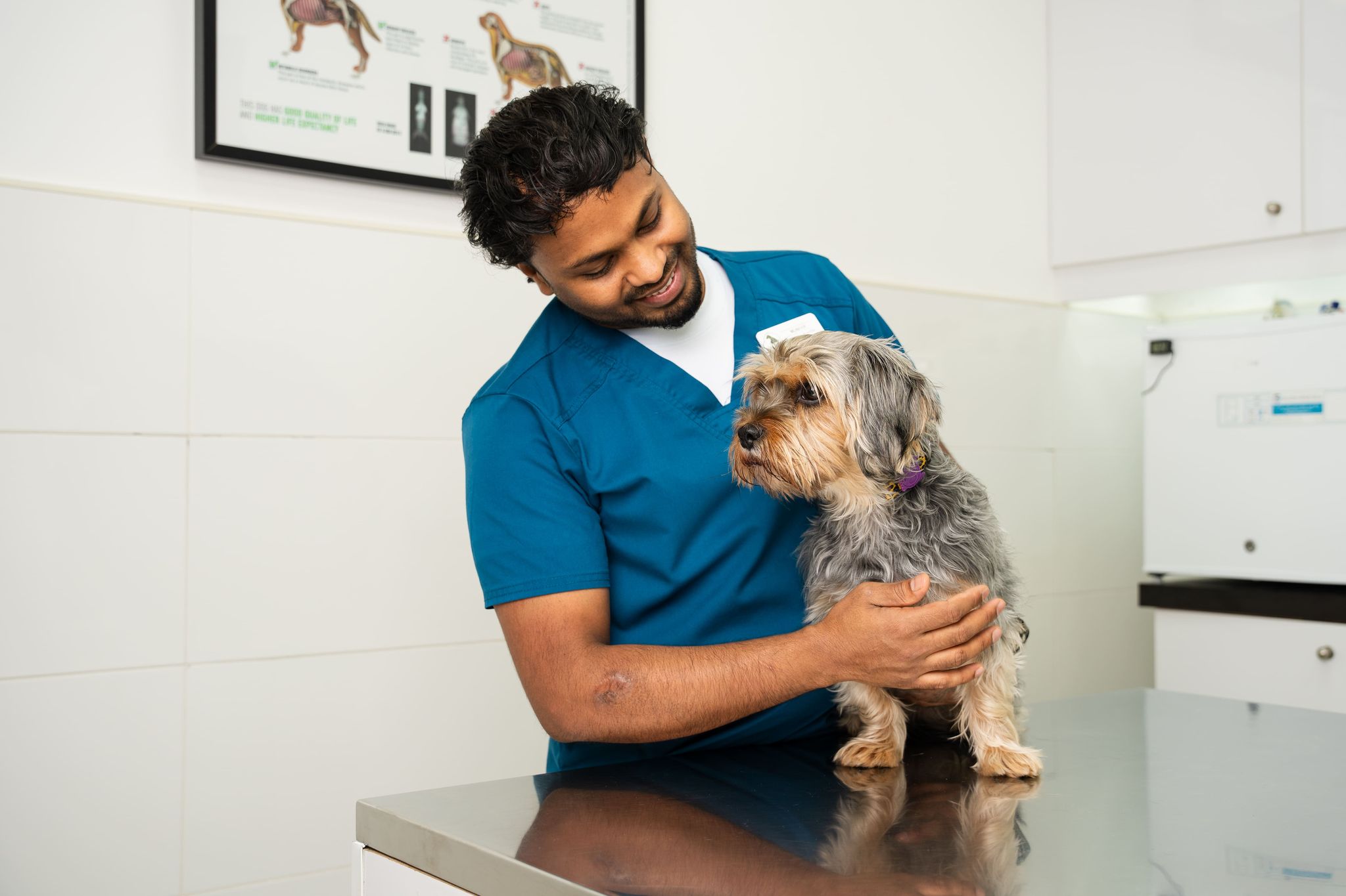 A veterinarian is holding a dog on a table to prepare it for a checkup.