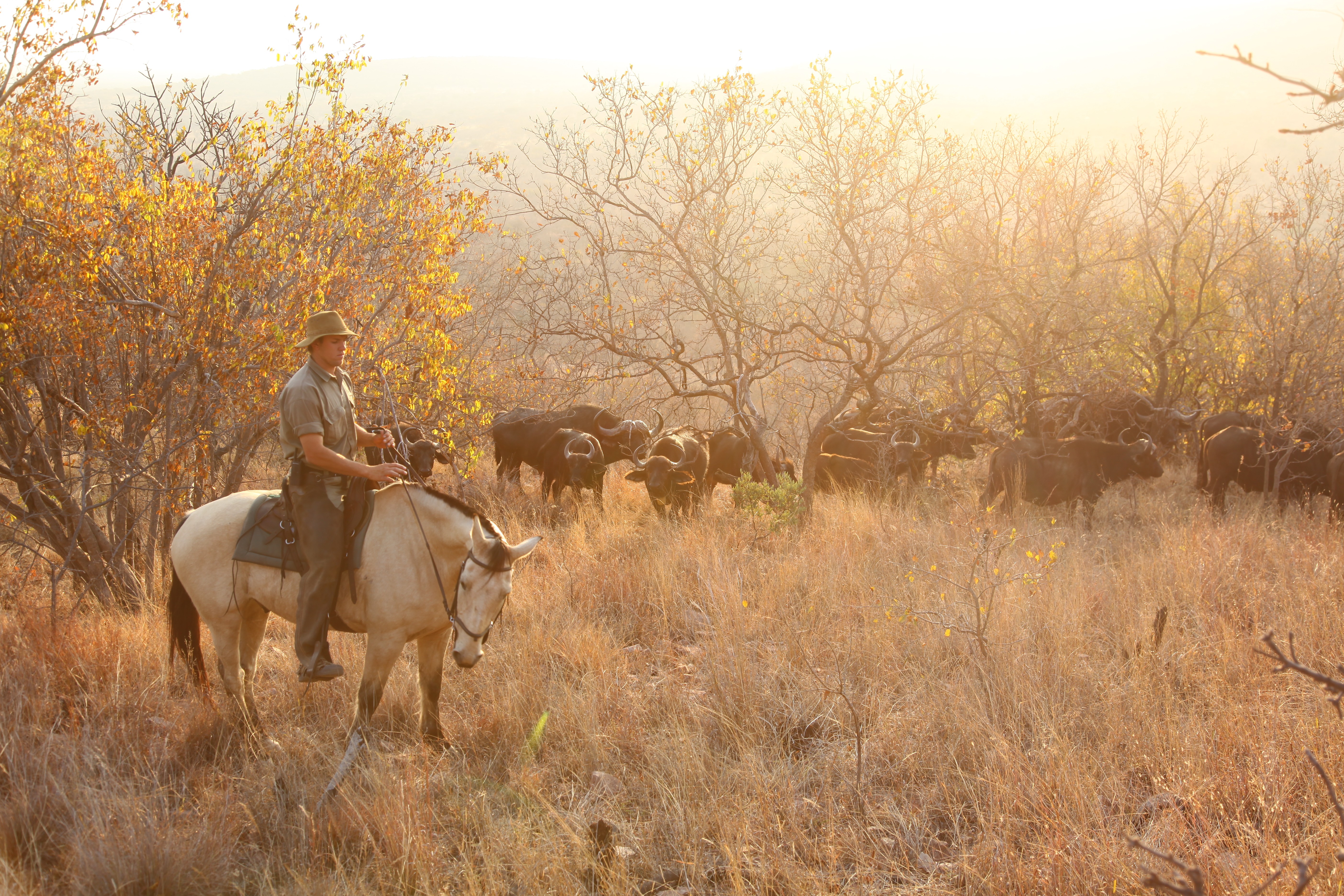 Grupp av ryttare på ridresa i Afrika galopperar över Serengetis vidsträckta slätter medan damm och gnuhjordar rör sig över horisonten under the great migration.