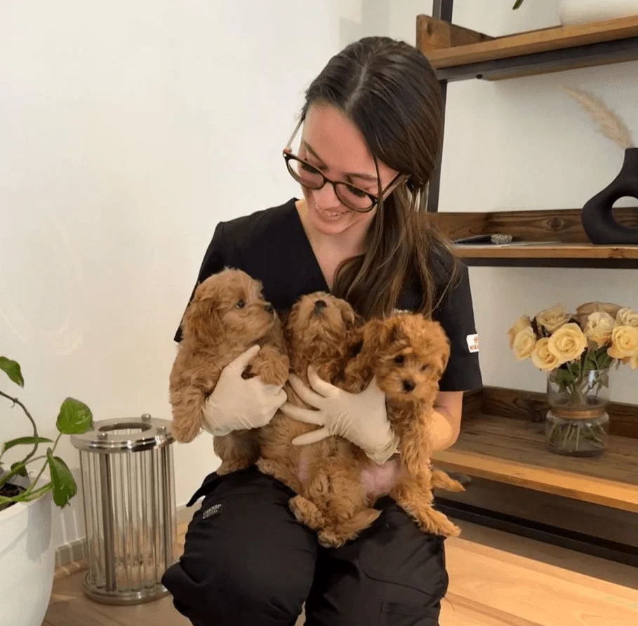 A mobile vet is visiting a home to care for the dogs.