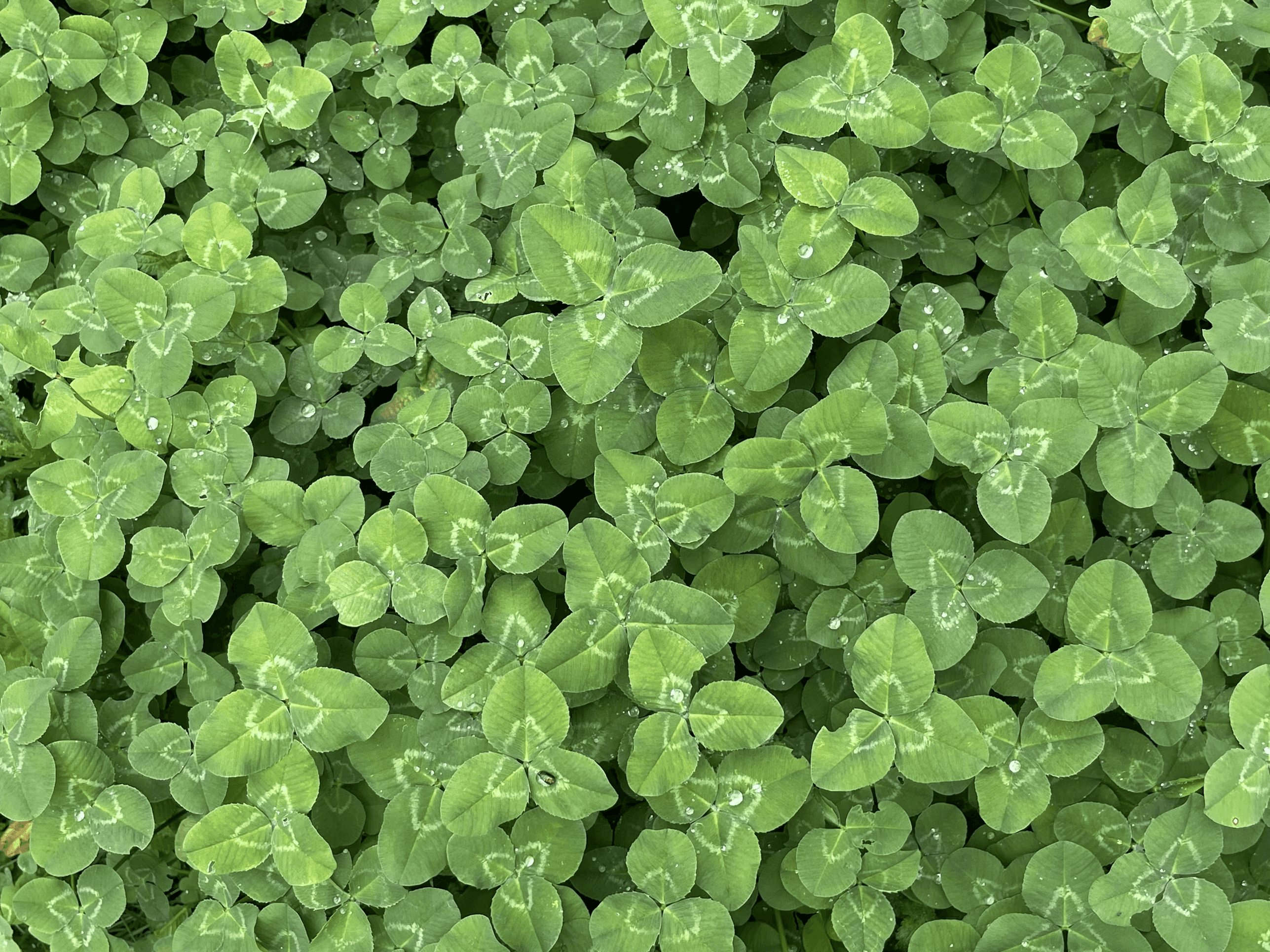 Close-up of green clover leaves forming a dense ground cover