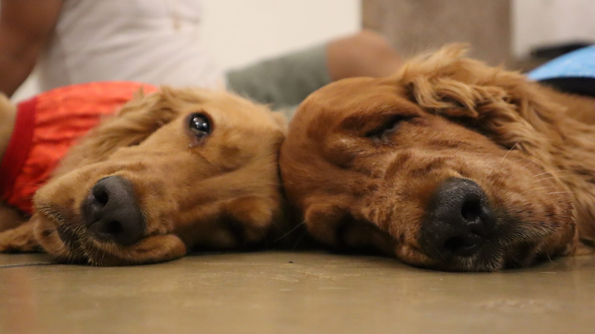 Bhupali's dogs, Coco and Bella.