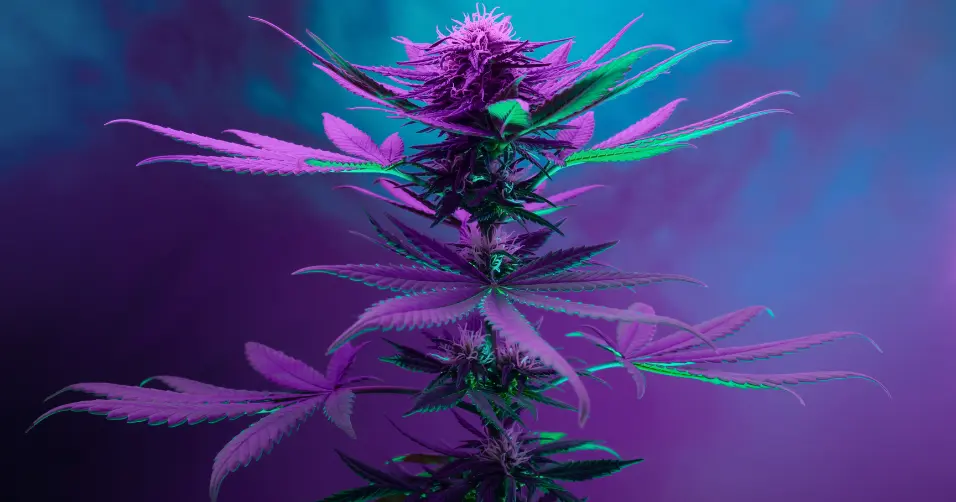 Weed may impact muscle growth by affecting recovery and hormones.