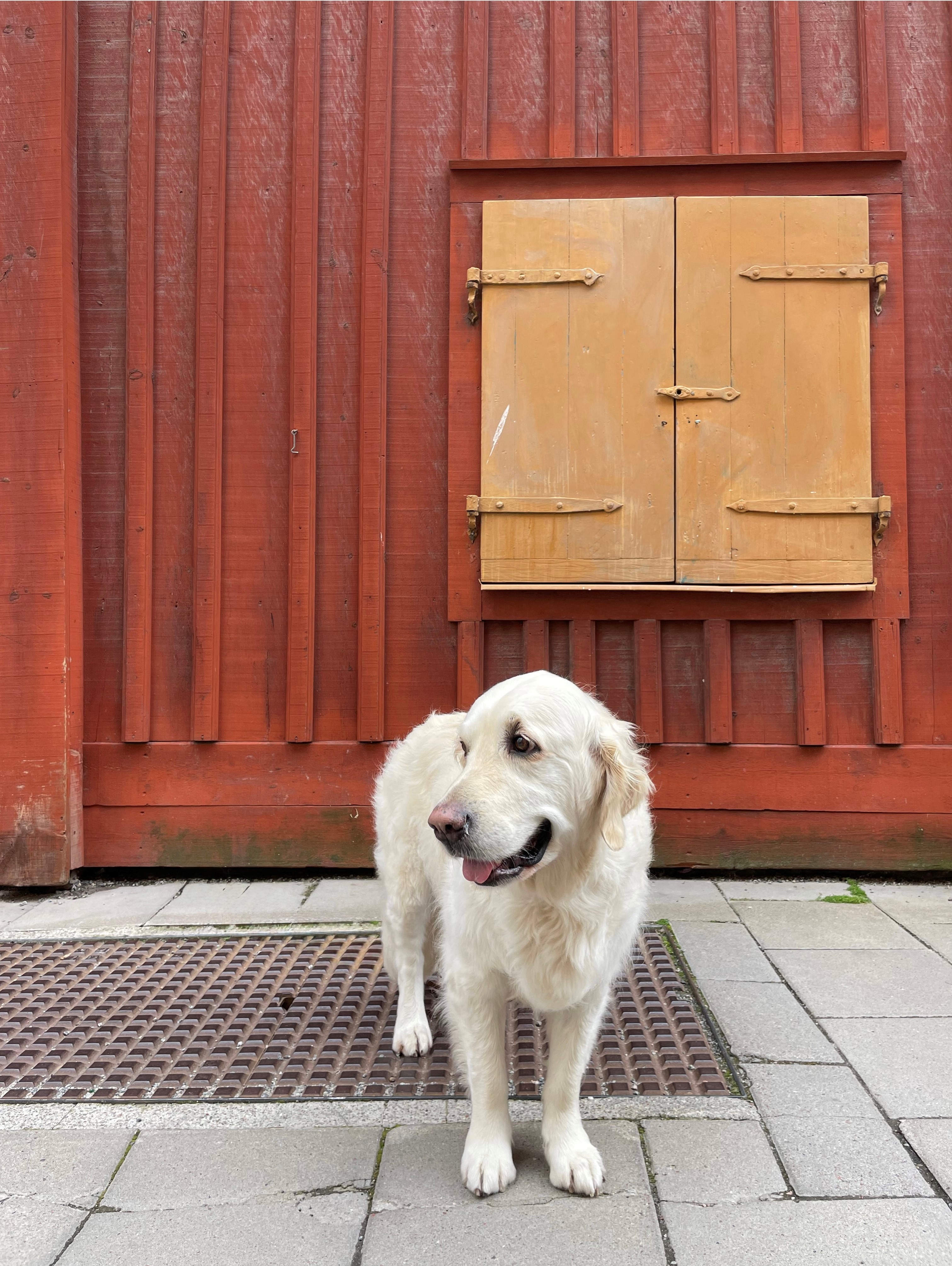 Een blonde golden retriever staat voor een rood houten gebouw met luiken.