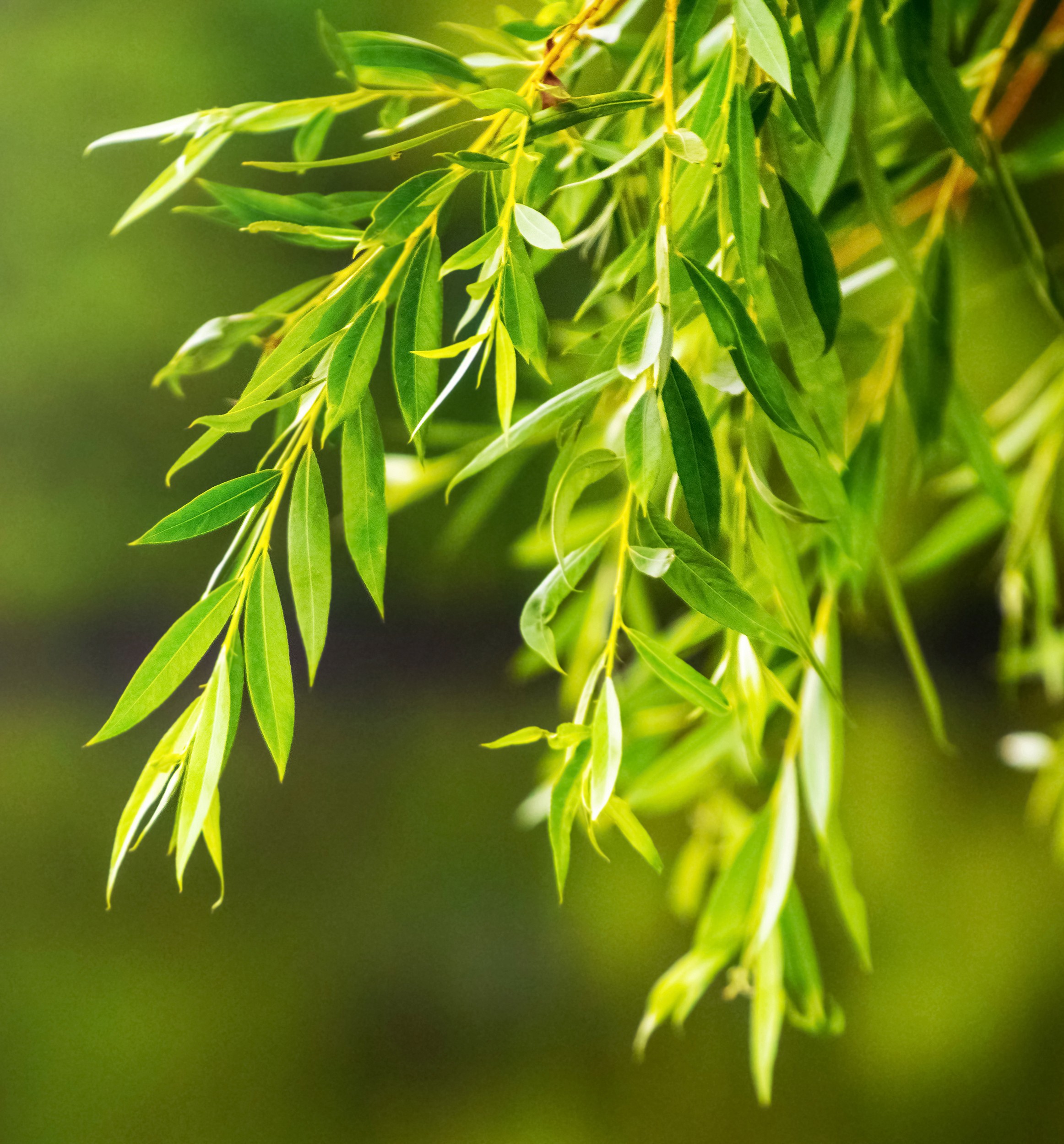 Tree branches with green leaves on a blurred background in sunlight
