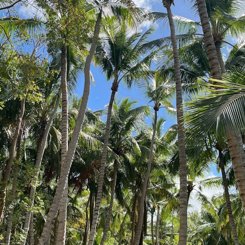 Isla Saona: VIP Semi-Submarine Tour tickets in Punta Cana