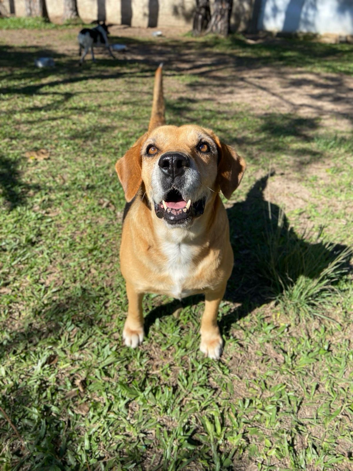 Dog photo