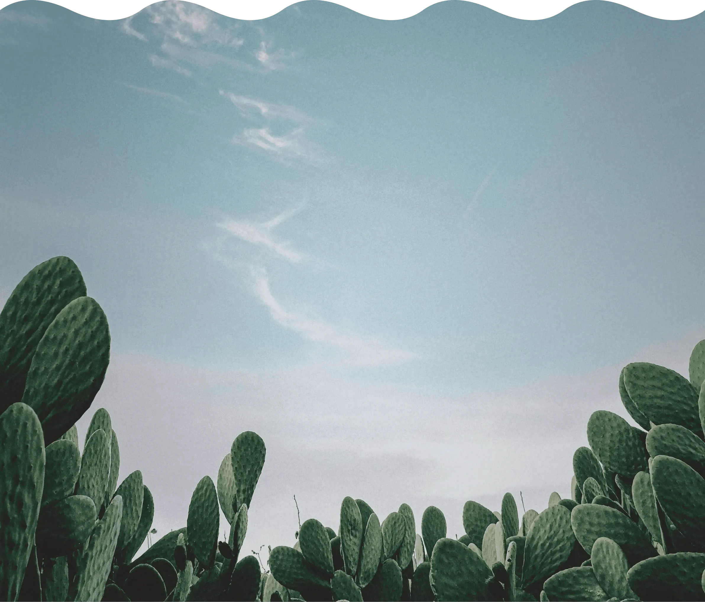 green-leafed plant