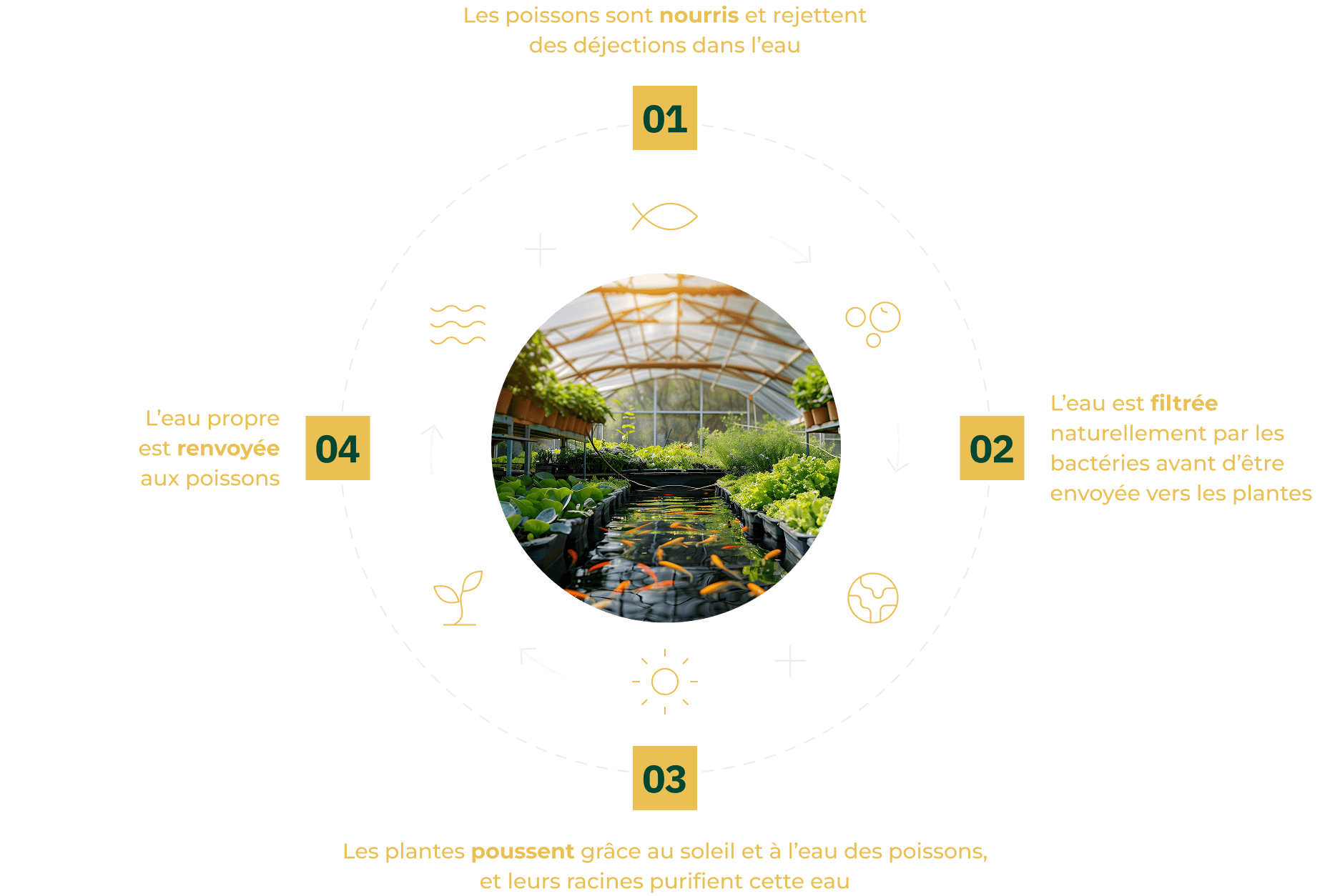 Schéma circulaire de l’aquaponie : les poissons sont nourris et rejettent des déjections, l’eau est filtrée par les bactéries puis envoyée aux plantes, les plantes purifient l’eau, et l’eau propre est renvoyée aux poissons.