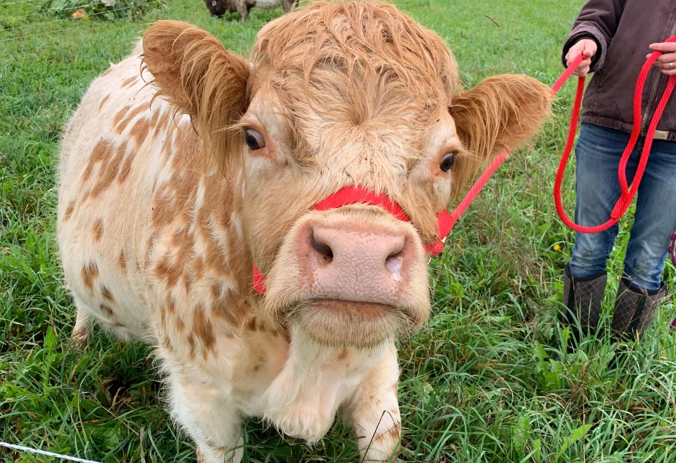 Close-up of a light-colored cow wearing a red halter, standing in a grassy field at Rooted Northwest.