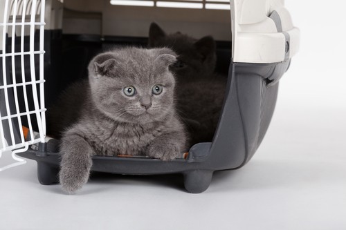 Young kitten comfortably seated in a pet carrier for safe collection by VIP Pet Travel