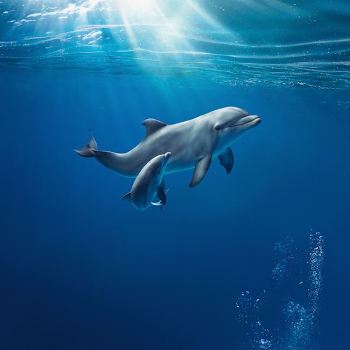 ジェノヴァ水族館：ジェノヴァでの予約入場チケット