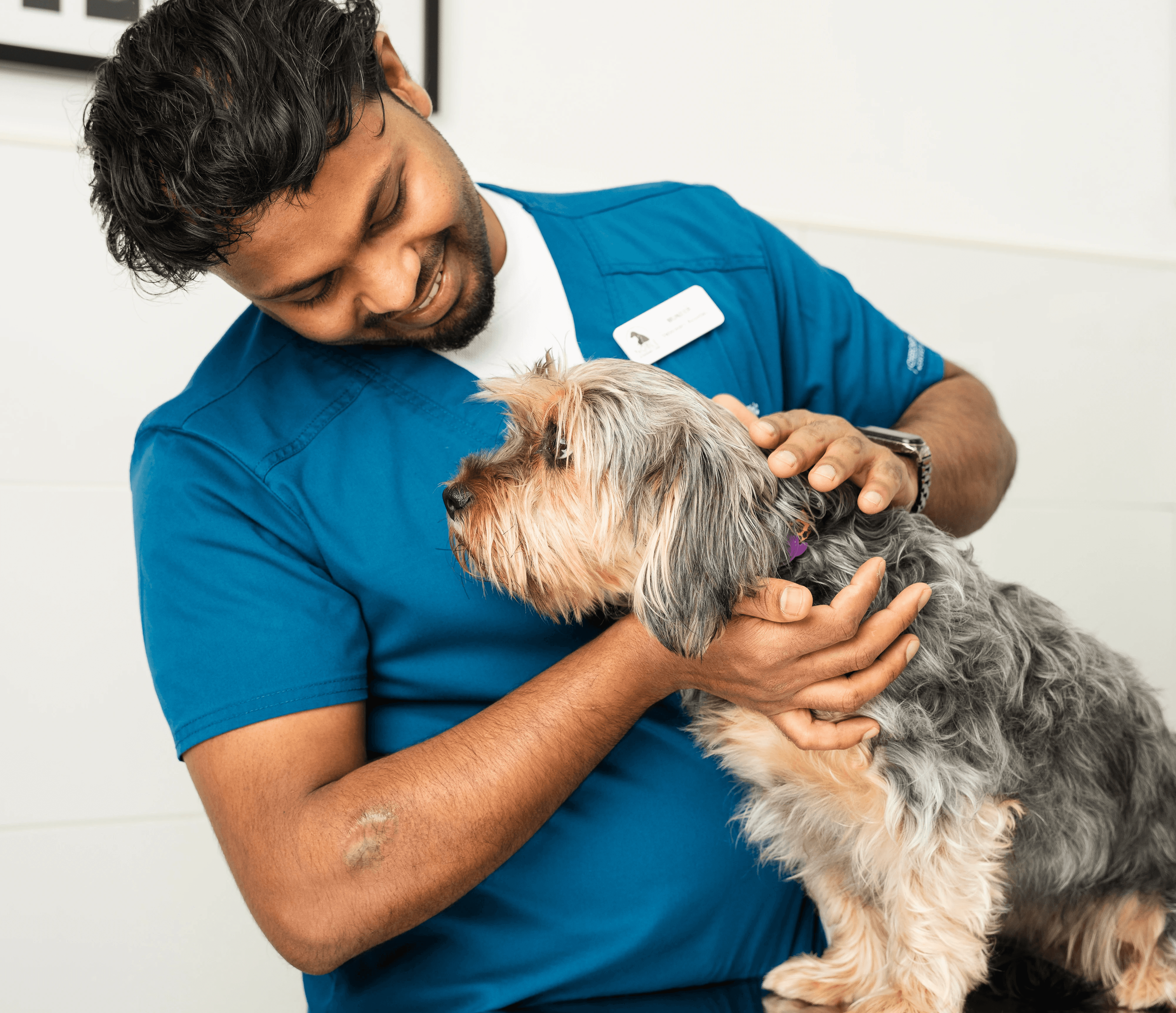 A dog at the vet clinic getting ready for spay surgey and wearing a cone after the procedure.