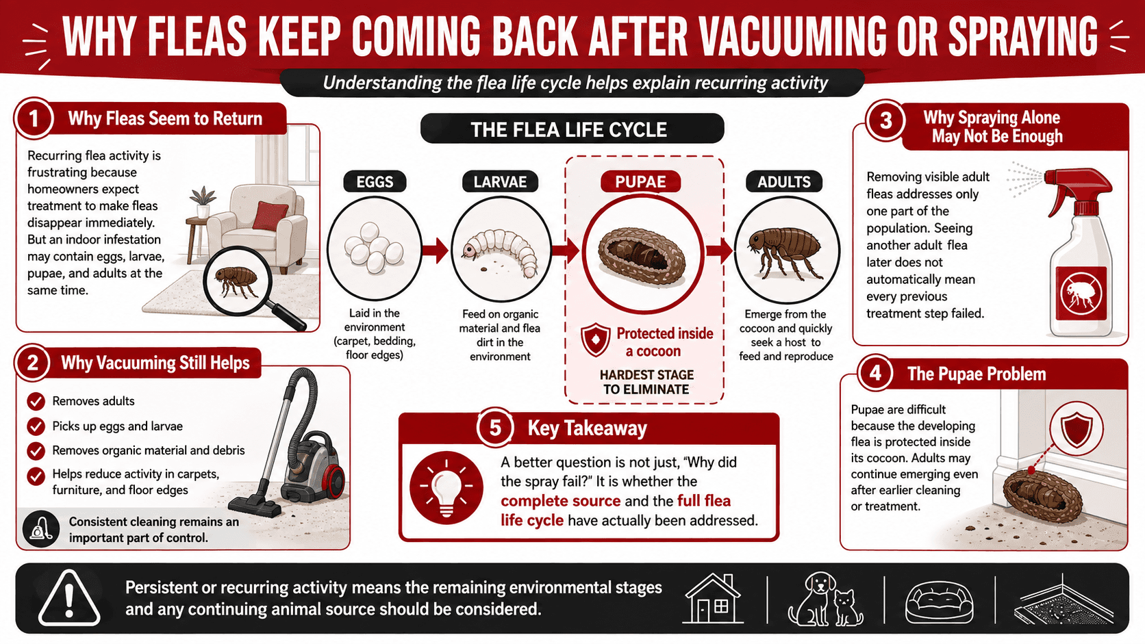 5 Common Sources of Fleas in a Pet-Free Bristol Home-image