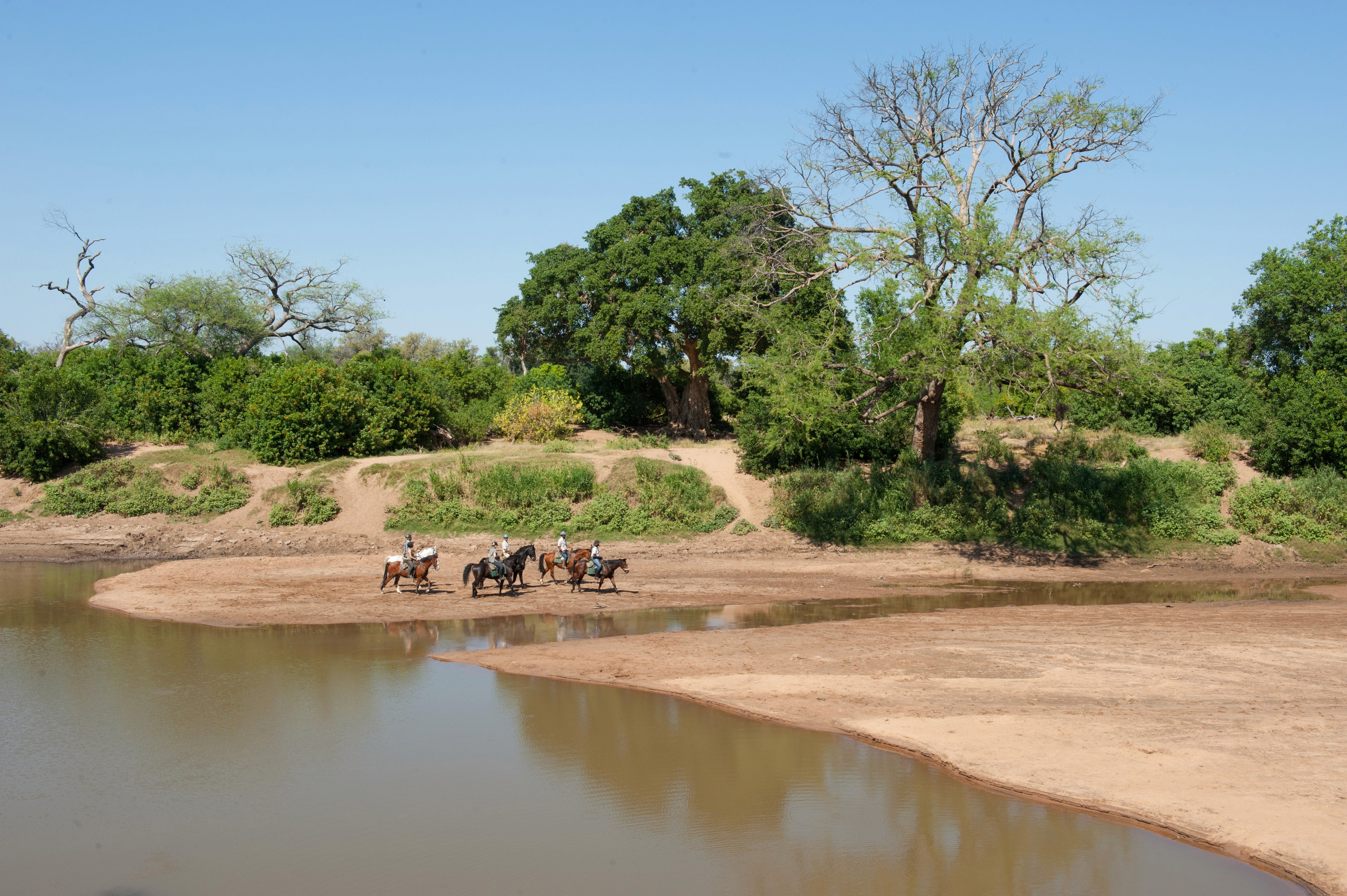 Ridsemester i Mashatu Game Reserve, Tuli, Botswana – fem ryttare skrittar längs flodbanken på ridresa i Afrikas vildmark.