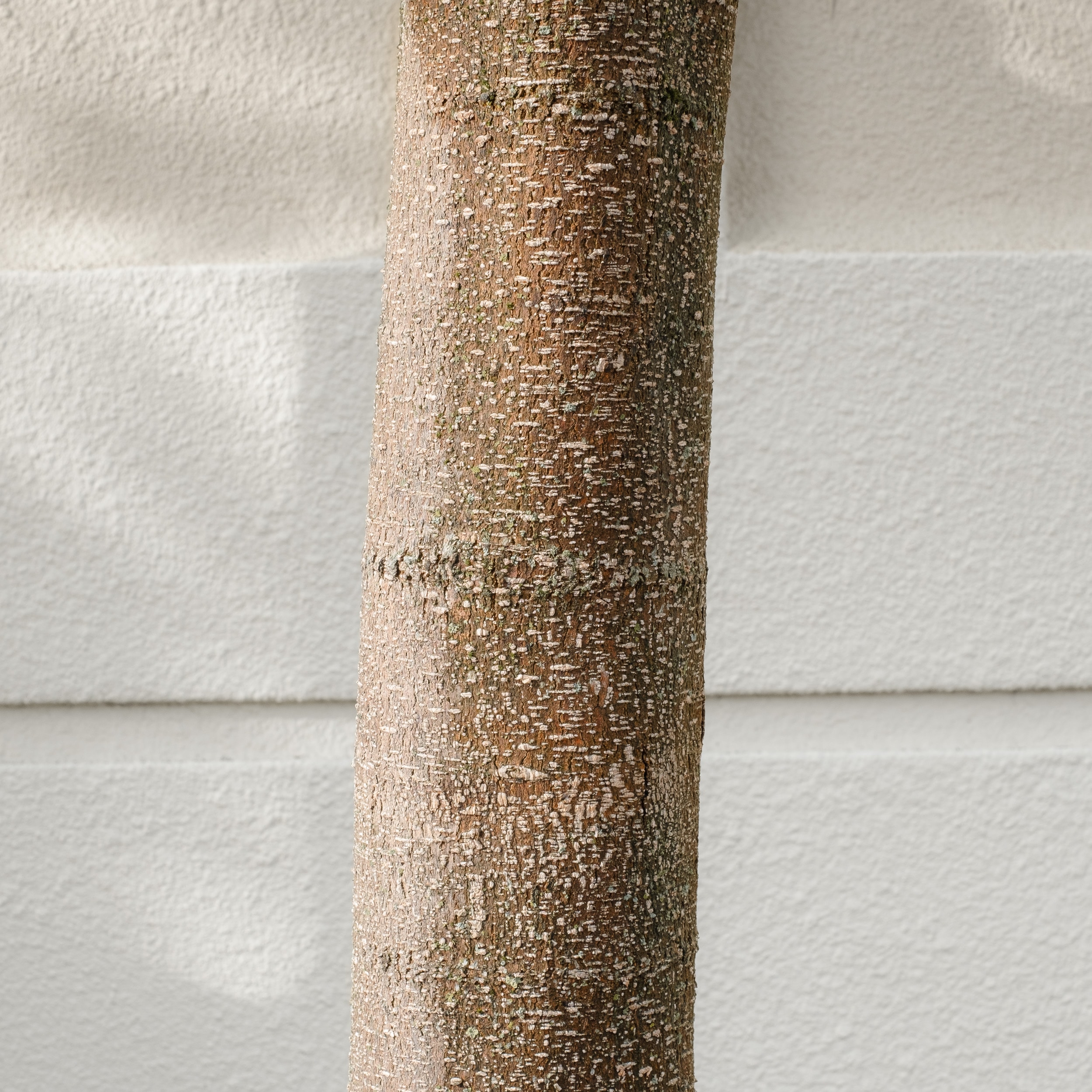 Close-up of a textured wooden stick, with a smooth surface and natural color variations.