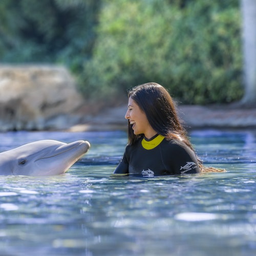 Жена в неопренов костюм щастливо взаимодейства с делфин в спокойна водна обстановка, с зеленина на заден план.