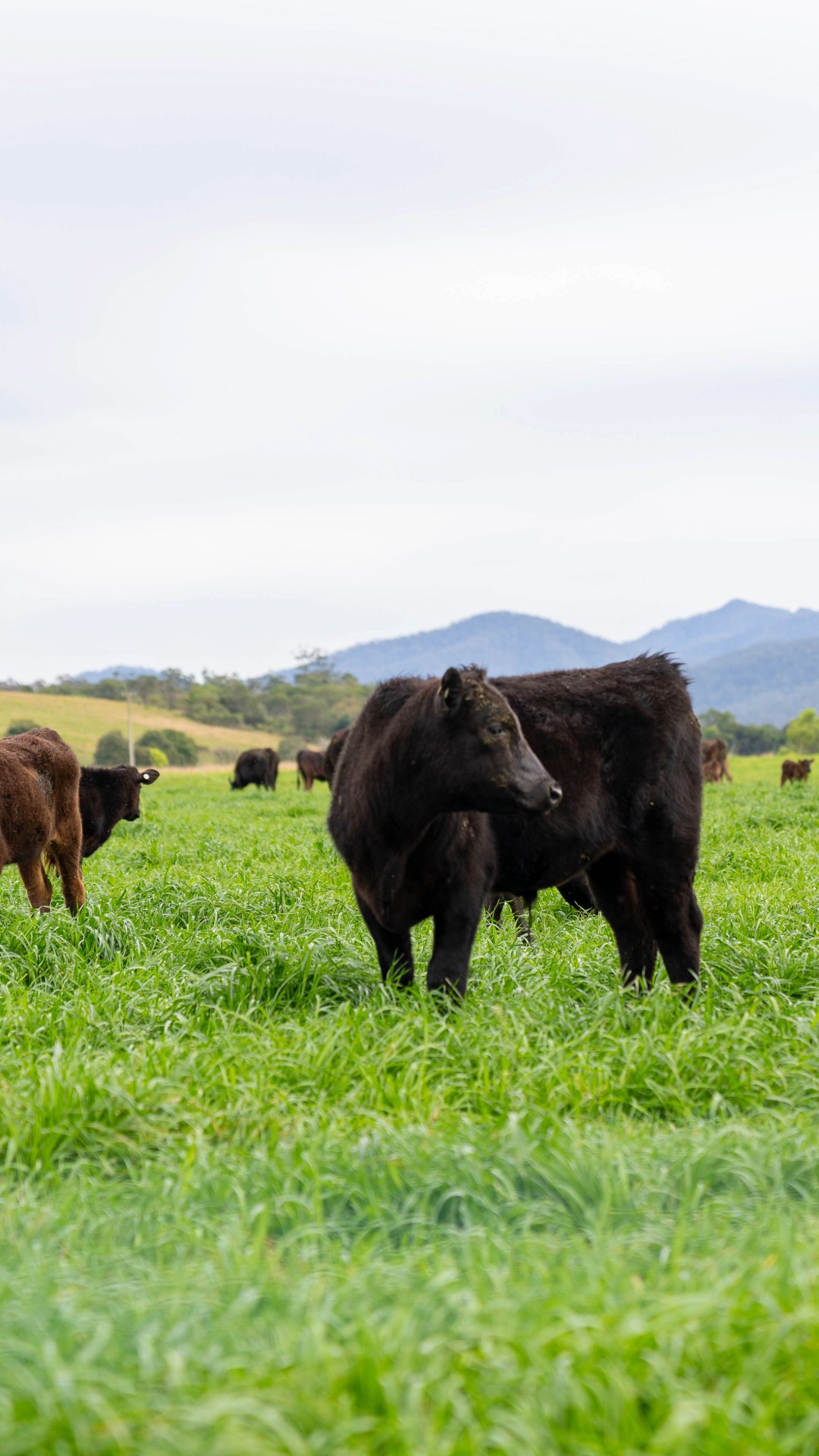 Wagyu