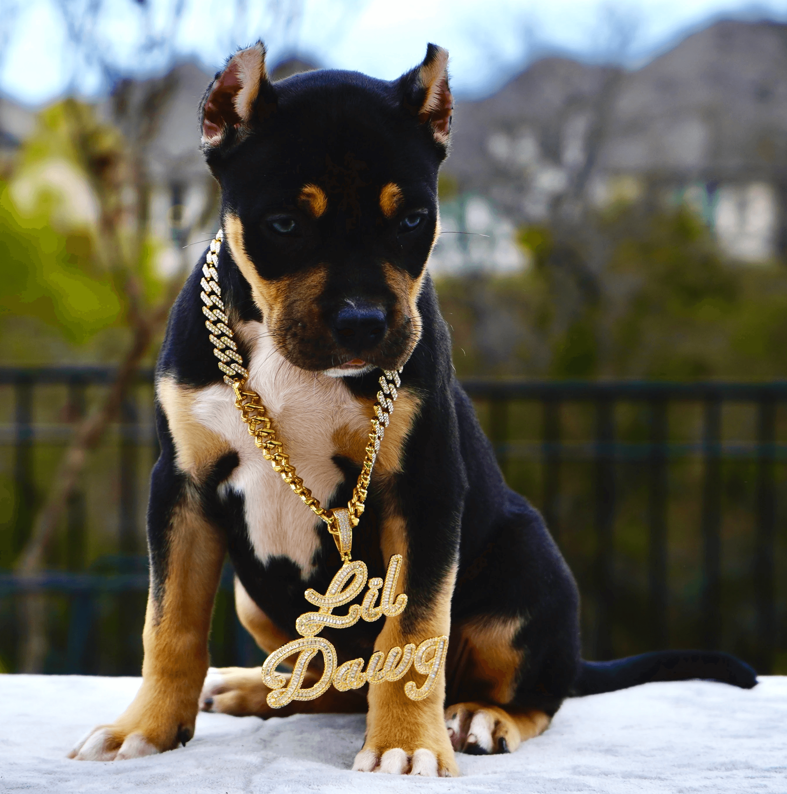 Big Dawg Bullies American Bully for sale - Black Tri Female 