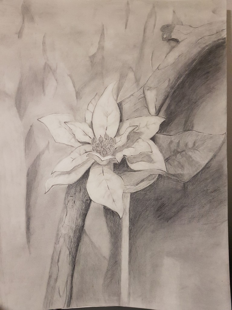 Still-life drawing of a flower, drawn on a pencil