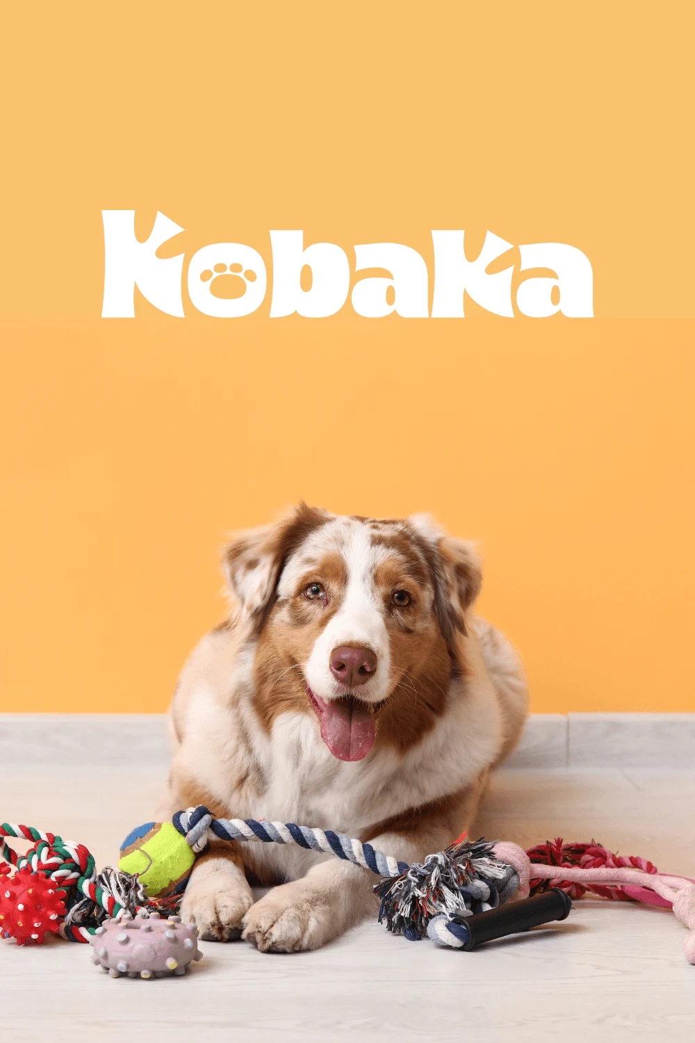 Identité visuelle Kobaka, concept de vente à domicile de produits animaliers