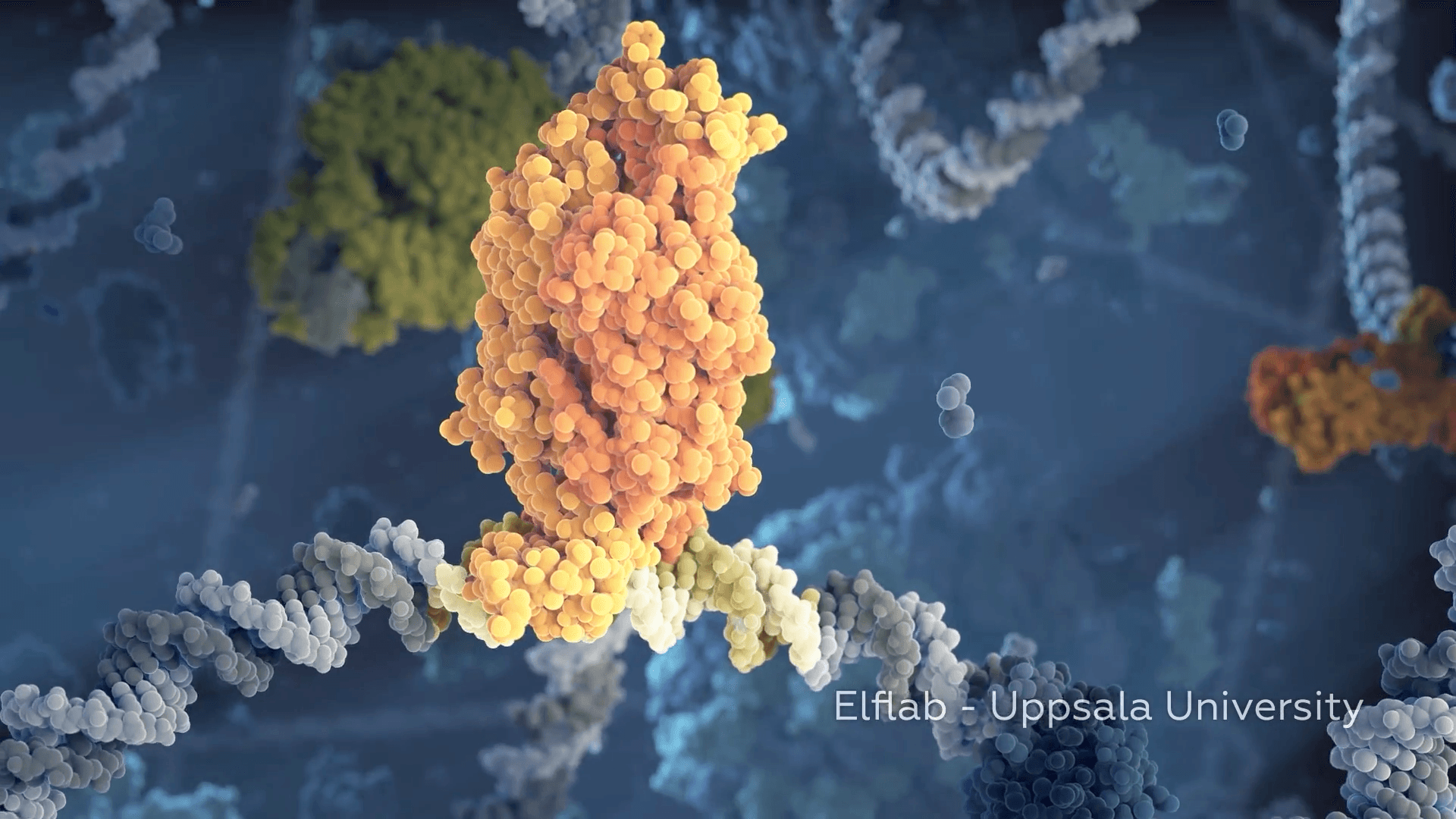 Bacterial nucleoid with DNA and various proteins