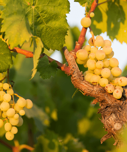 A close-up of a bunch of ripe white grapes hanging from a vine.