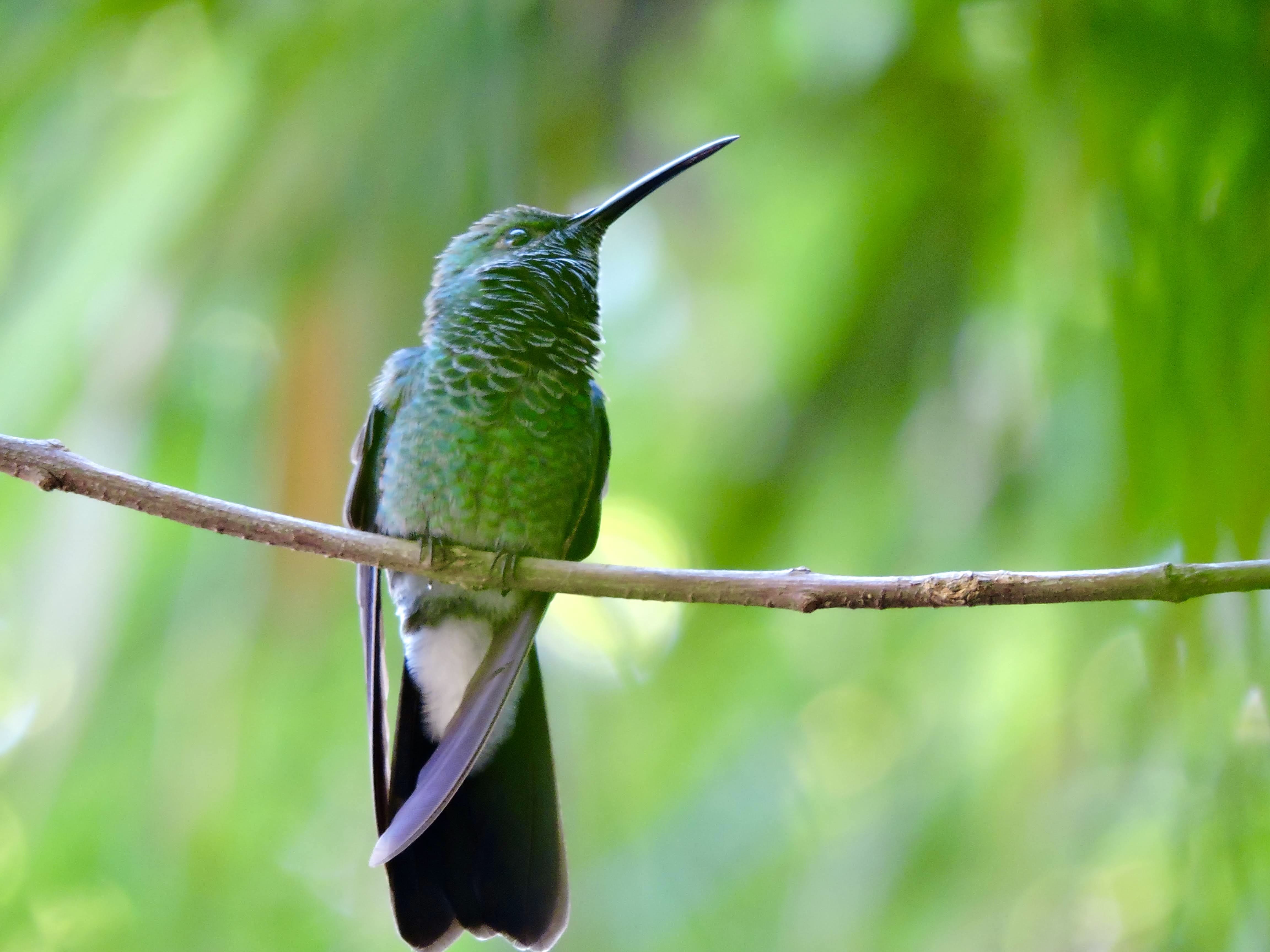 avistamiento de aves