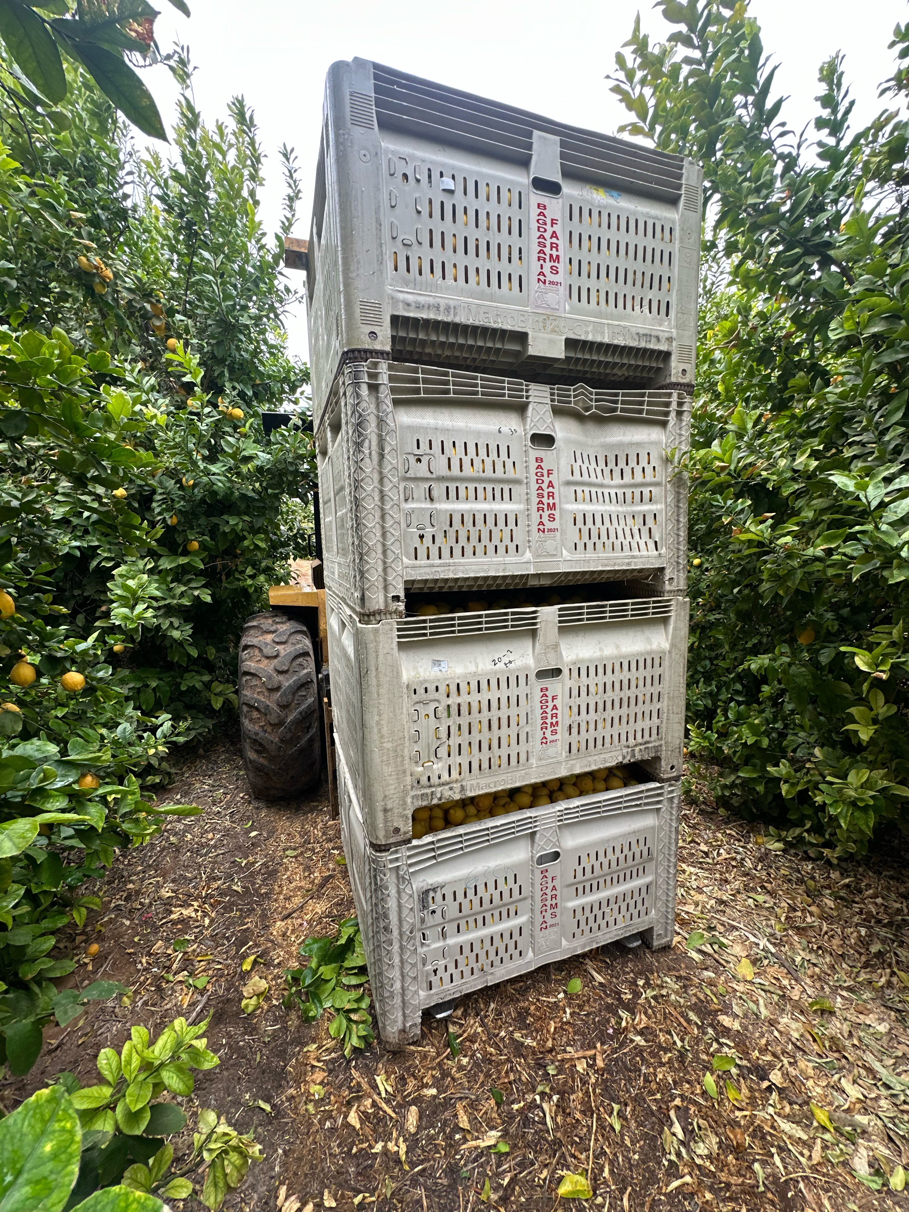 a field with palm trees and mountains in the background