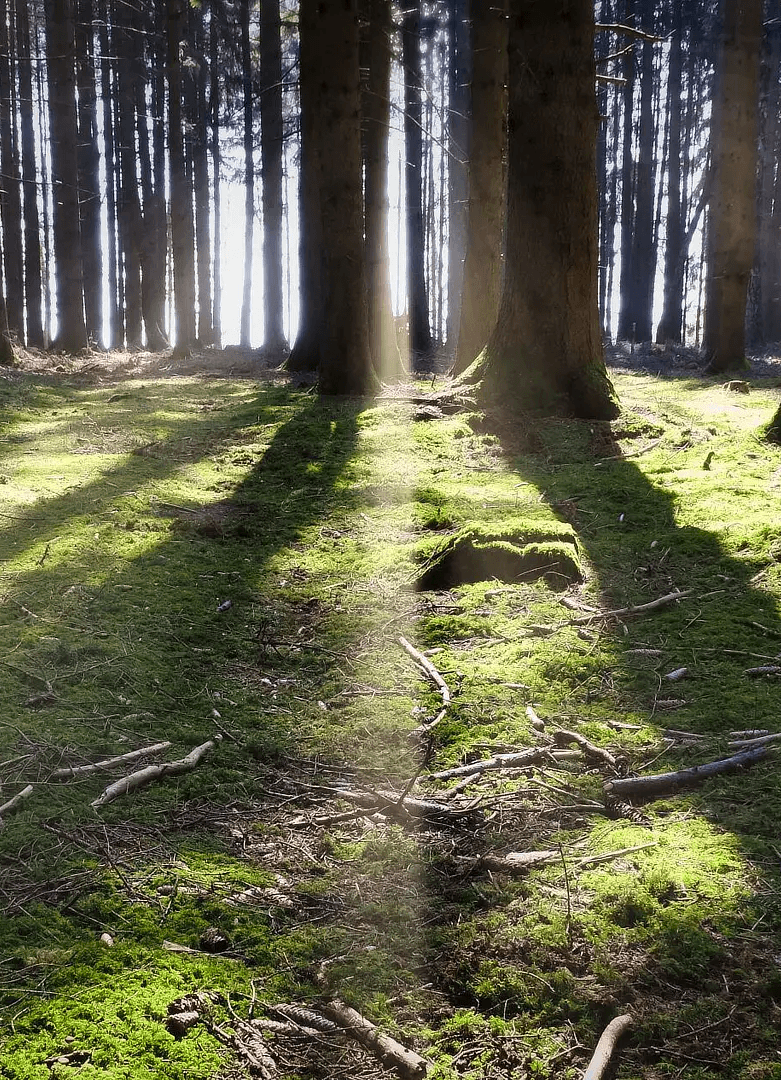 Wald mit Sonnenlicht als Hero-Bild für Meditation und Entspannung