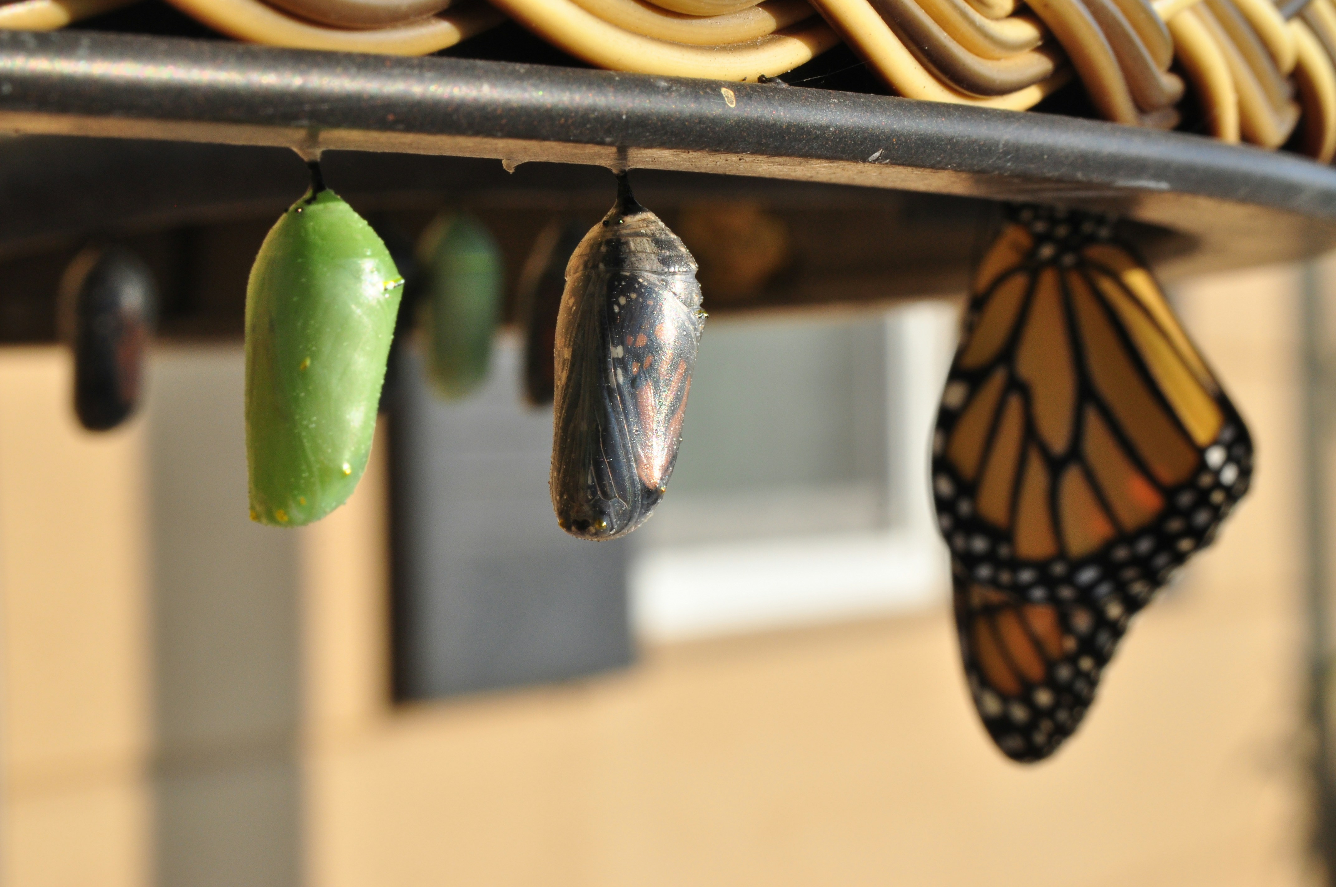 2 cocoons and a monarch butterly photo by Suzanne D. Williams